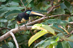 Pteroglossus pluricinctus