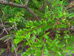 Phyllanthus myrtifolius