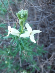 Mathewsia foliosa
