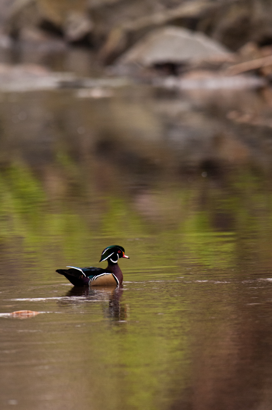 Wood Duck