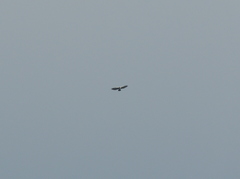 Spizaetus melanoleucus