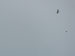 Spizaetus melanoleucus