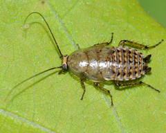 Ectobius lapponicus