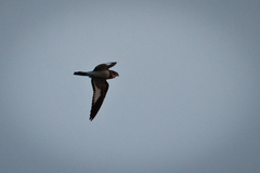 Chordeiles rupestris