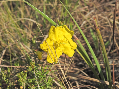 Image of Hibbertia vestita by (c) Scott W. Gavins, some rights reserved (CC BY)