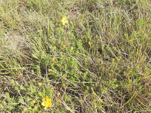 Image of Hibbertia vestita by (c) Scott W. Gavins, some rights reserved (CC BY)