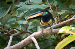 Pteroglossus pluricinctus