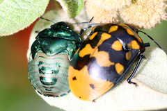 Pachycoris klugii