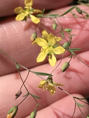 Hesperolinon bicarpellatum