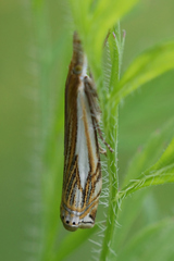 Crambus saltuellus
