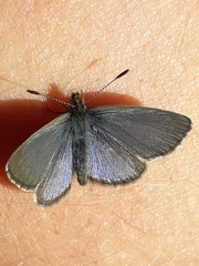 Zizina otis labradus