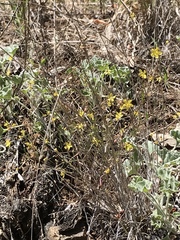 Hesperolinon bicarpellatum