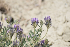 Astragalus laxmannii viciifolius