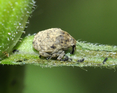 Acanthoscelidius acephalus