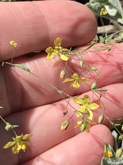 Hesperolinon bicarpellatum
