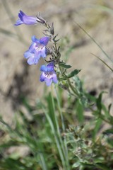 Penstemon gormanii