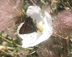 Callophrys spinetorum
