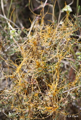 Cuscuta denticulata
