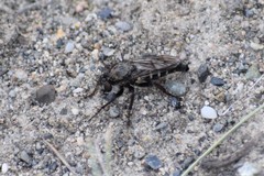 Cyrtopogon bimaculus