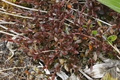 Gaultheria macrostigma