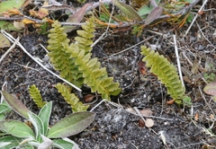 Polystichum cystostegium
