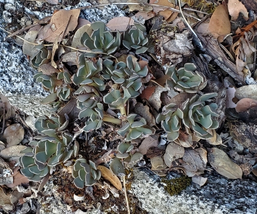 Image of Sedum paradisum by (c) Jonathan Curley, some rights reserved (CC BY)