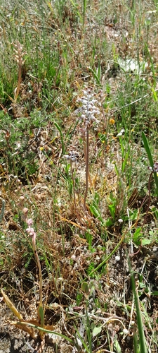 Lachenalia polyphylla