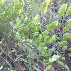 Bromus briziformis