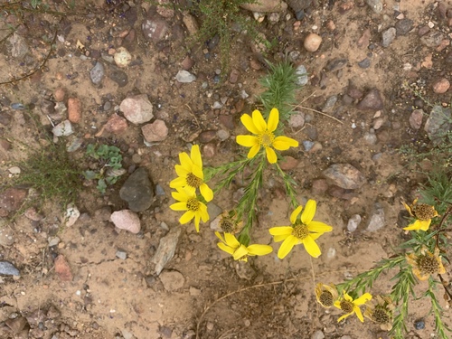 Adenothamnus validus (Adenothamnus validus)