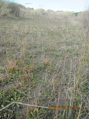 Juncus caespiticius