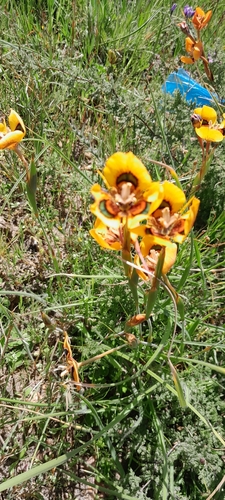 Moraea tulbaghensis, photograph 5
