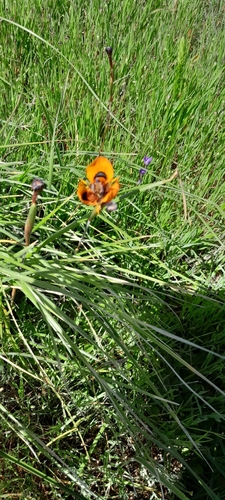 Moraea tulbaghensis, photograph 6