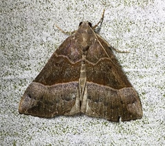 Hypena deceptalis