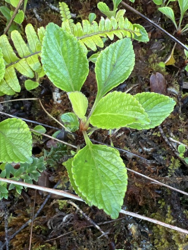 Viola maviensis observed 2024-09-23