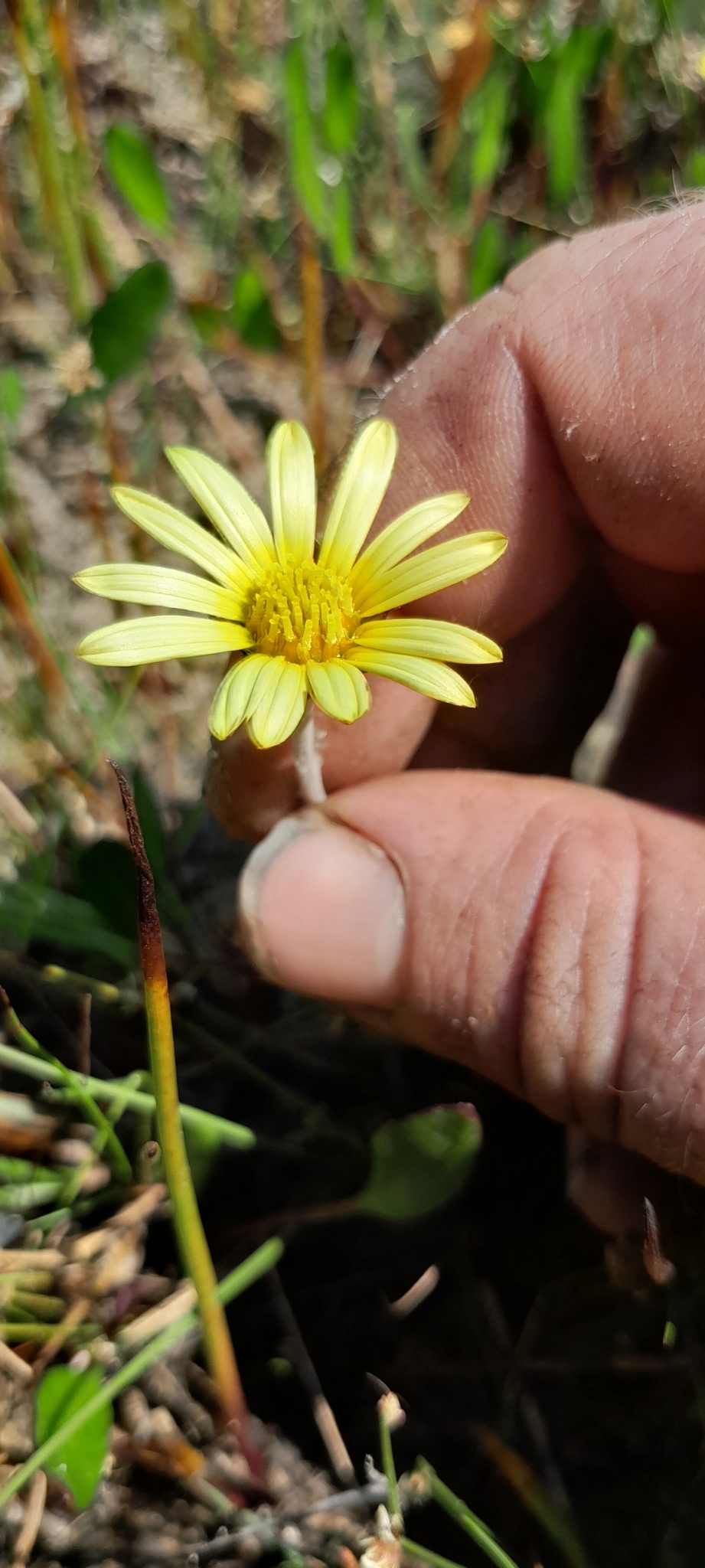 Arctotheca forbesiana