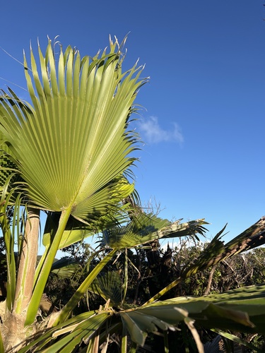 Pritchardia forbesiana, 2024-09-23