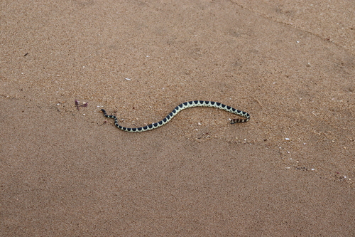 Photo of a McDowell's Seasnake (Hydrophis macdowelli)