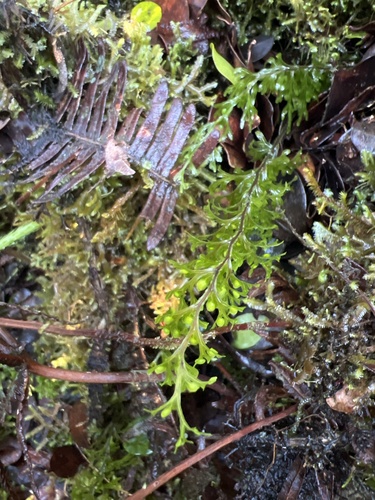 Hymenophyllum recurvum observed 2024-09-23