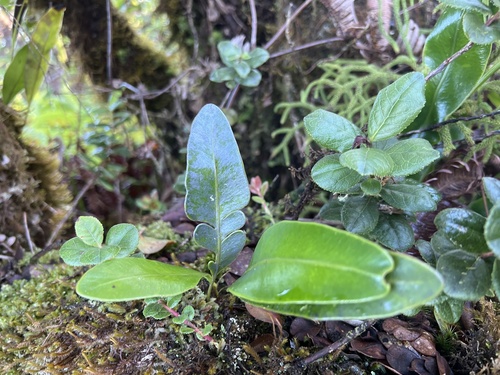 Elaphoglossum crassifolium observed 2024-09-23