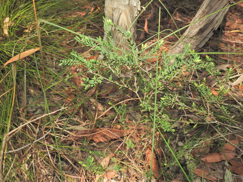 Image of Melaleuca thymifolia by (c) Scott W. Gavins, some rights reserved (CC BY)