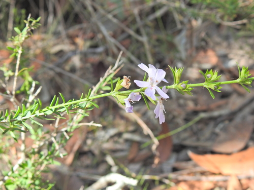 Image of Westringia tenuicaulis by (c) Scott W. Gavins, some rights reserved (CC BY)