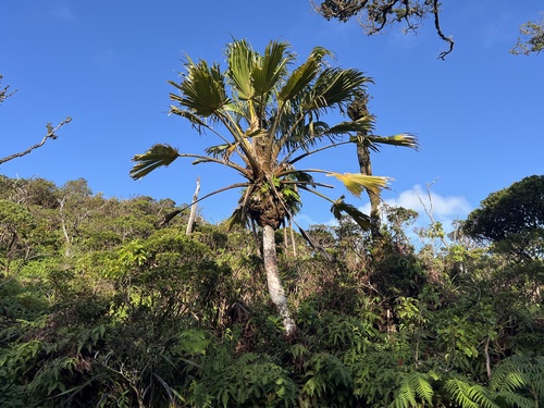 Pritchardia forbesiana, 2024-09-23