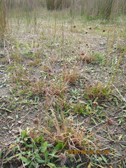 Juncus caespiticius