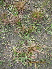 Juncus caespiticius