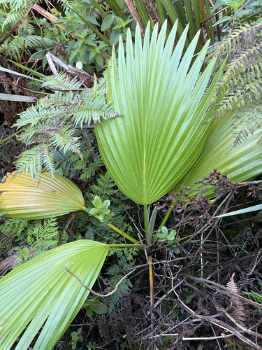 Pritchardia forbesiana observed 2024-09-23