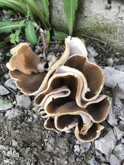 Peziza domiciliana