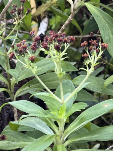Dubautia laxa observed 2024-09-23