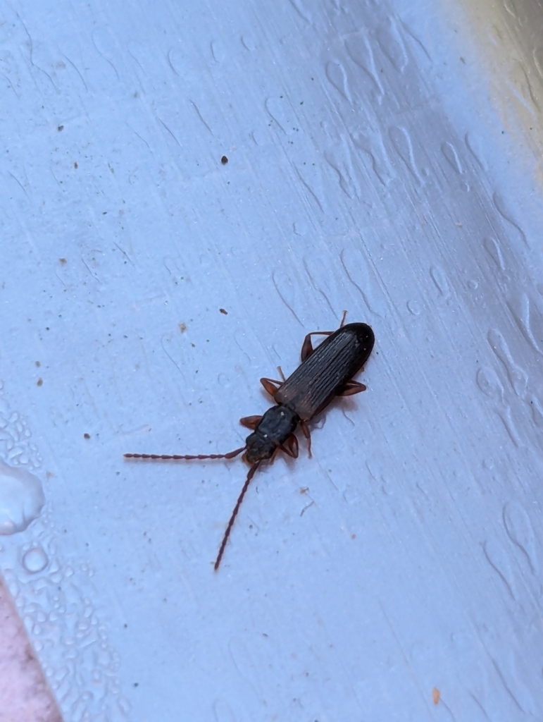 Swan Silvan Flat Bark Beetle