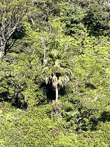 Pritchardia forbesiana observed 2024-09-23