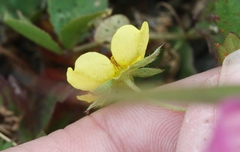 Potentilla anglica